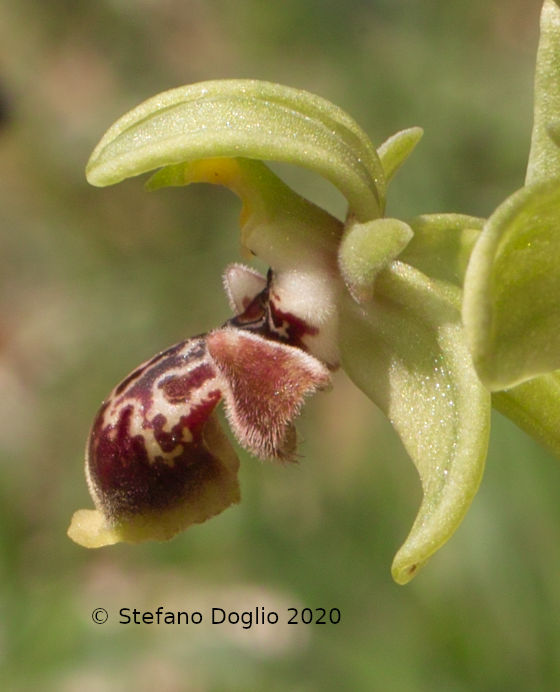 orchidee in Giordania